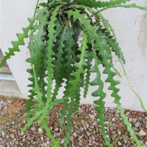 Cryptocereus anthonyanus