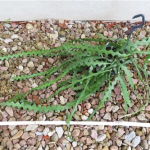 Cryptocereus anthonyanus