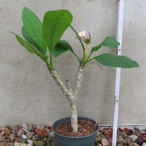 Plumeria Dwarf