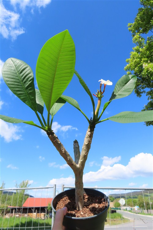 Plumeria Dwarf