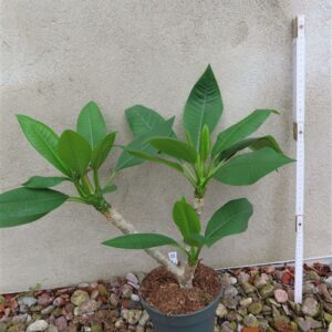 Plumeria Dwarf