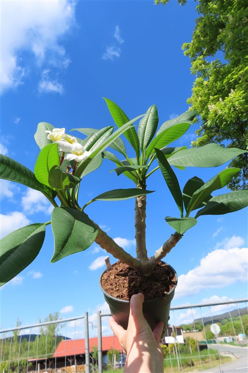 Plumeria Dwarf