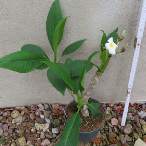 Plumeria Dwarf