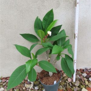 Plumeria Dwarf