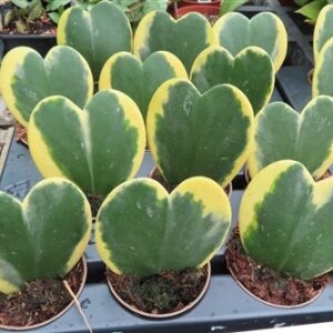 Hoya kerrii variegata