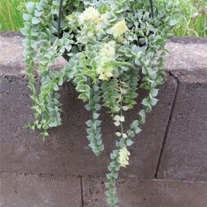 Dischidia ruscifolia variegata