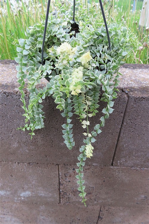 Dischidia ruscifolia variegata