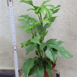 Rhaphidophora tetrasperma