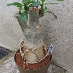 Adenium arabicum