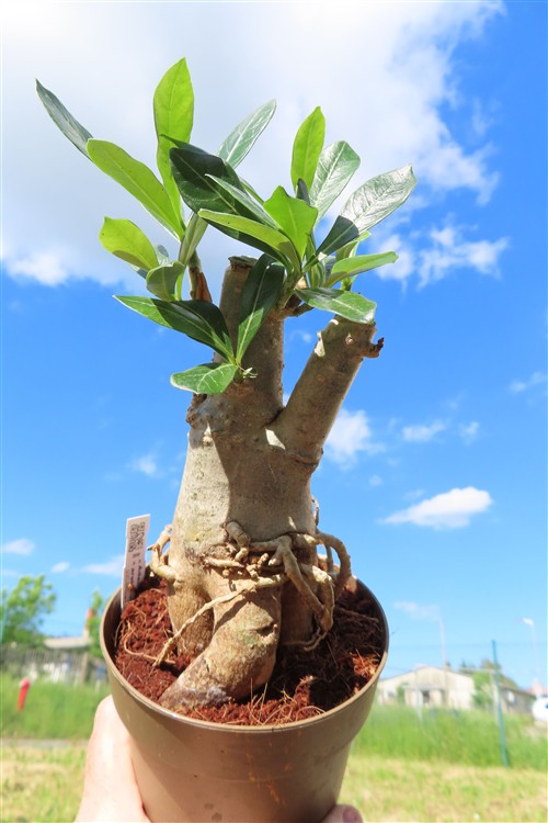 Adenium arabicum