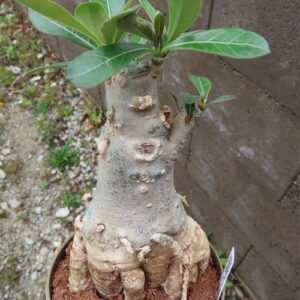 Adenium arabicum