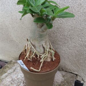 Adenium arabicum