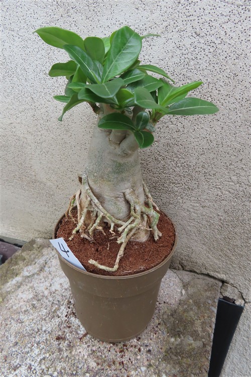 Adenium arabicum