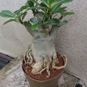 Adenium arabicum