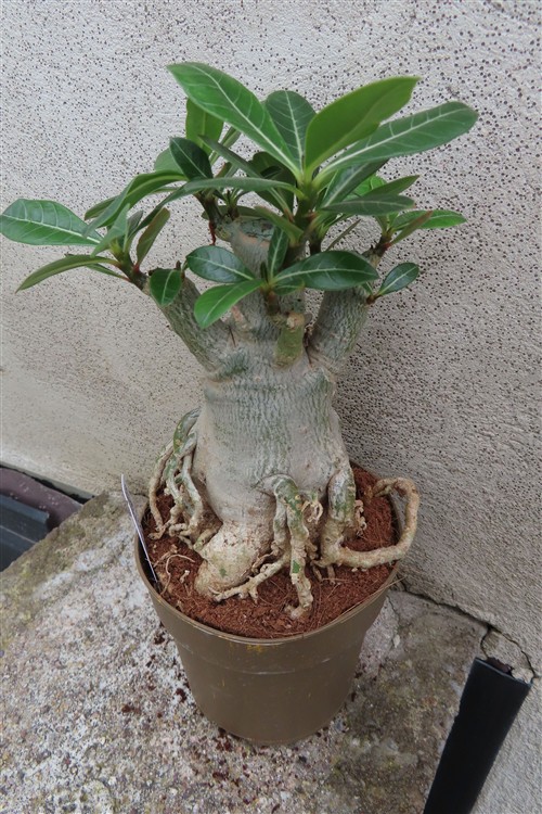 Adenium arabicum