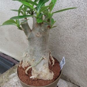 Adenium arabicum