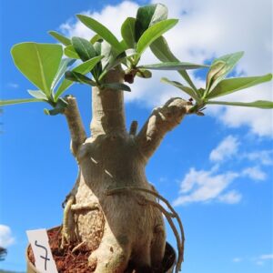 Adenium arabicum