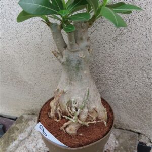 Adenium arabicum