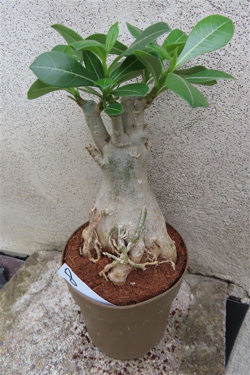 Adenium arabicum