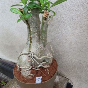 Adenium arabicum