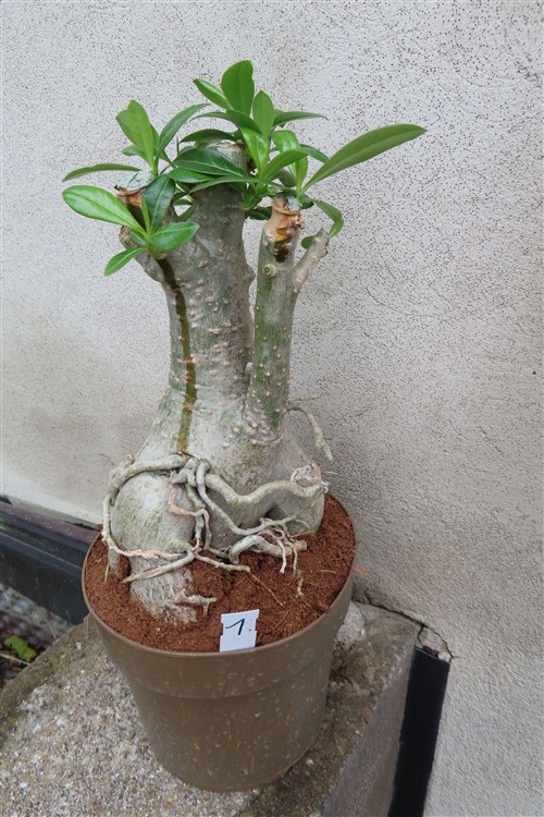 Adenium arabicum
