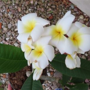 Plumeria Dwarf