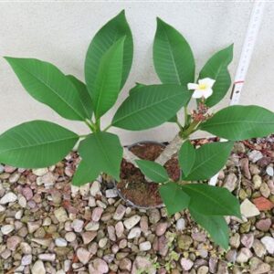 Plumeria Dwarf