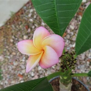 Plumeria Dwarf