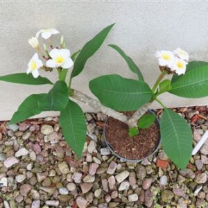 Plumeria Dwarf