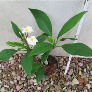 Plumeria Dwarf