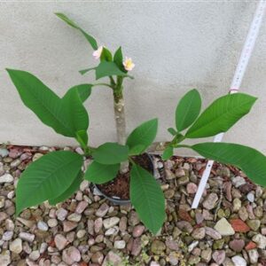Plumeria Dwarf