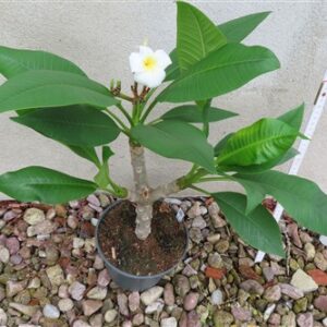 Plumeria Dwarf