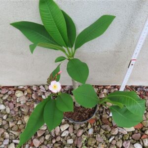 Plumeria Dwarf