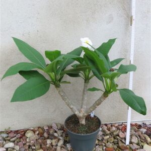 Plumeria Dwarf