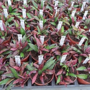 Hoya Rosita Red Maroon