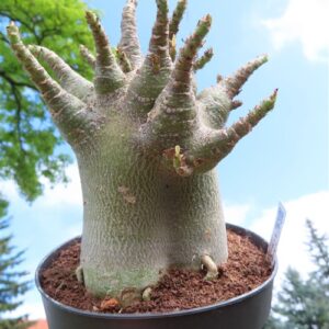 Adenium Baobab