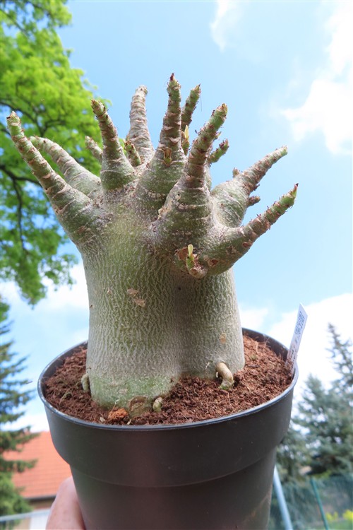 Adenium Baobab