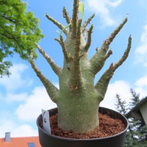 Adenium Baobab