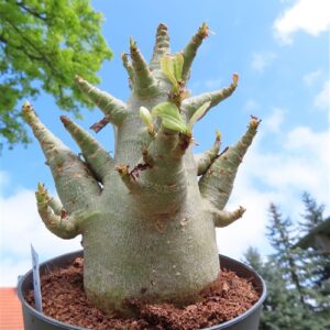 Adenium Baobab