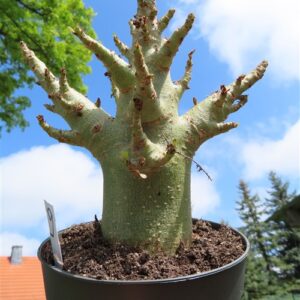 Adenium Baobab