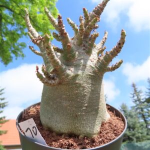 Adenium Baobab