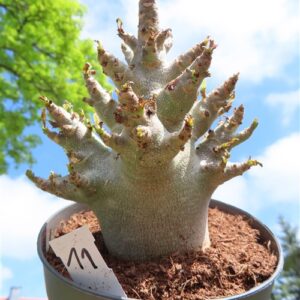 Adenium Baobab
