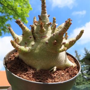 Adenium Baobab