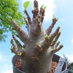Adenium Baobab