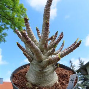 Adenium Baobab