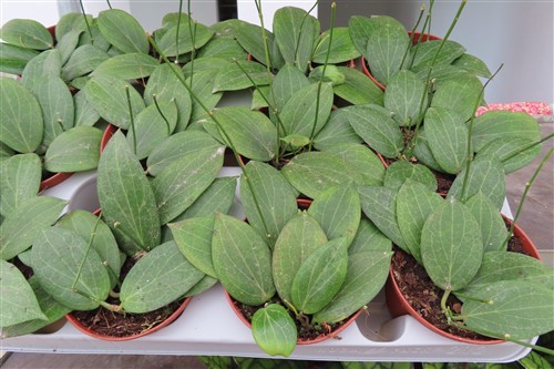Hoya fitchii