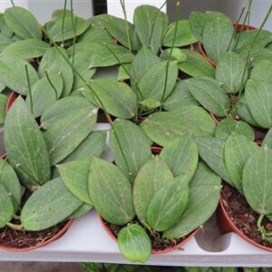 Hoya fitchii