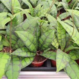 Hoya callistophylla Black Cat