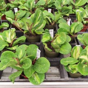 Hoya obovata variegata
