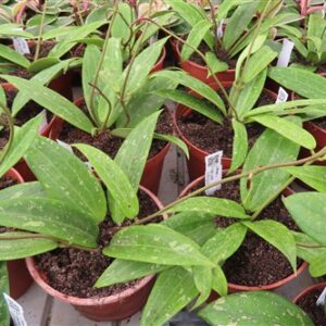 Hoya sp. Loei
